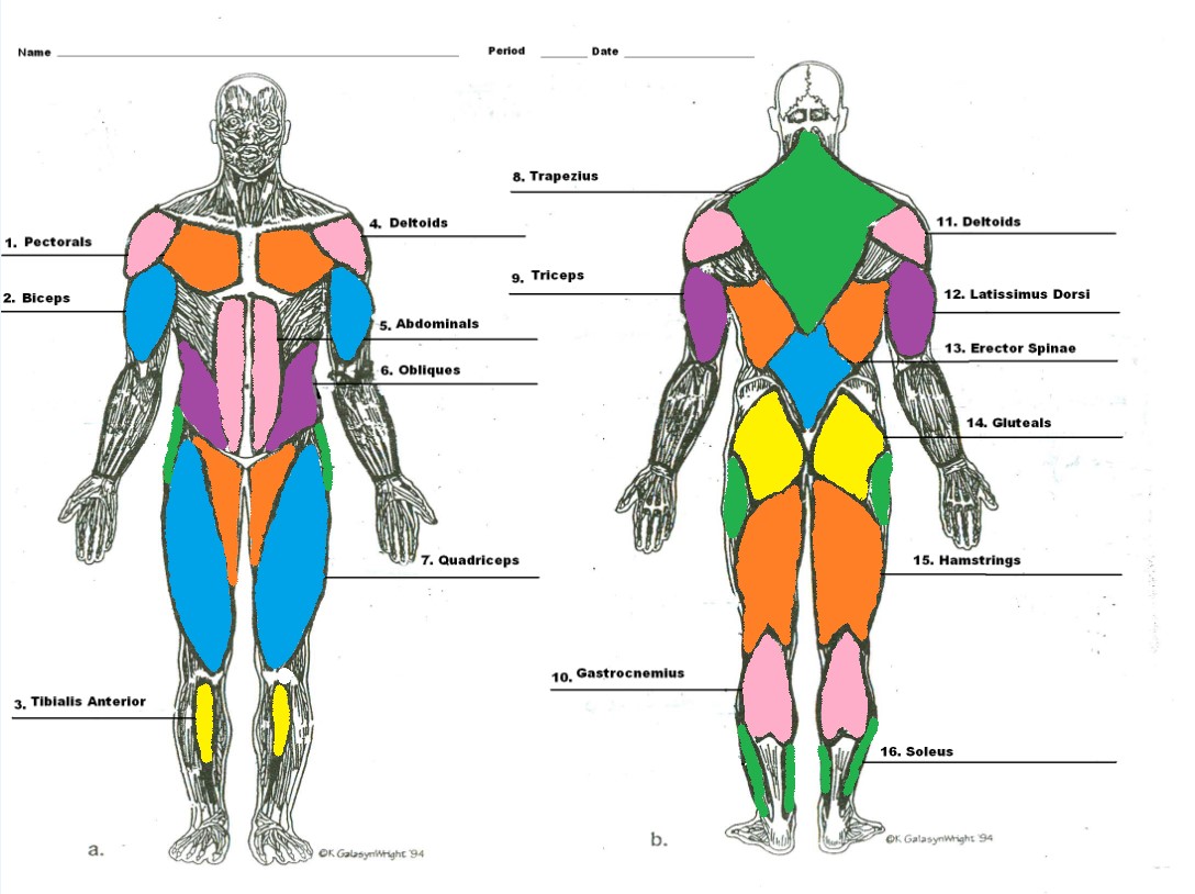 Simple Human Muscles Diagram - Major Muscles Of The Human Body For Kids